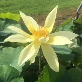 Apricot Yellow - Dazzling Yellow Lotus (Bare Root)